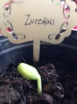 Zucchini Sharing!